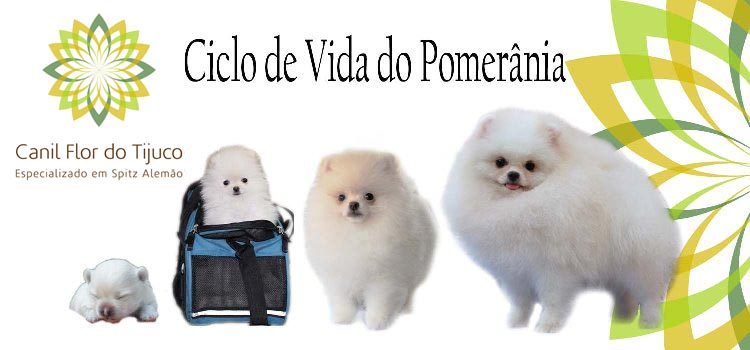 Lulu da Pomerânia ou Spitz Alemão  Boo the dog, Cute dogs images, Boo the  cutest dog