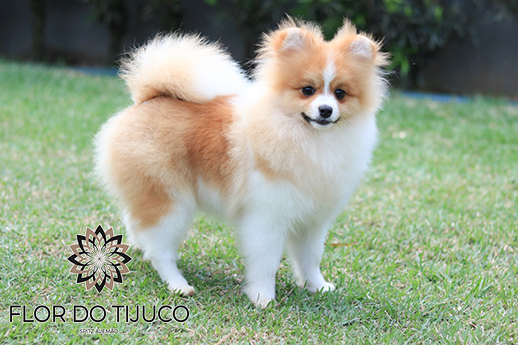 lulu da pomerânia filhote branco e laranja 