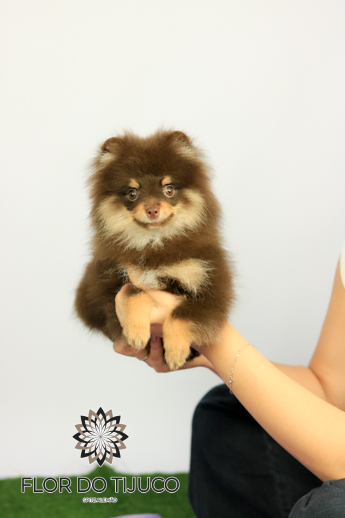 lulu da pomerânia filhote chocolate and tan 