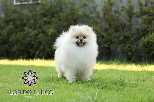 Lulu da Pomerânia - Spitz Alemão Creme Sable