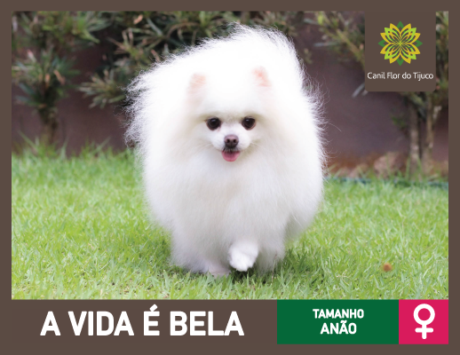 spitz alemão anão branco