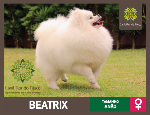 spitz alemão branco