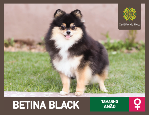 spitz alemão black and tan