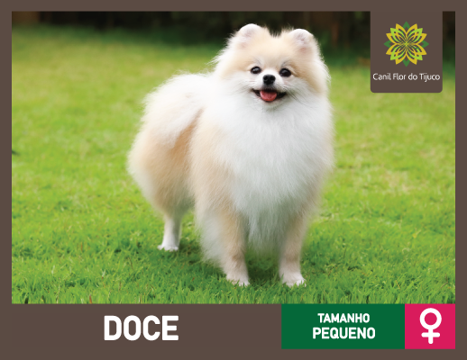 lulu da pomerânia