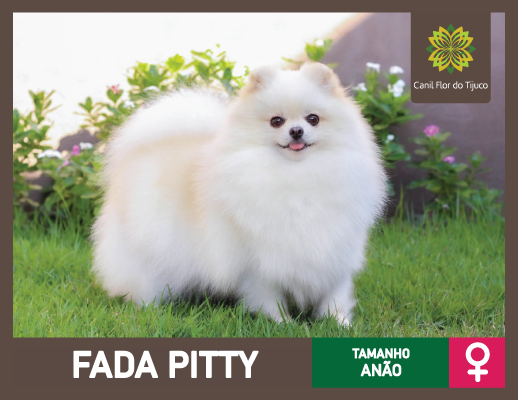 lulu da pomerania anao