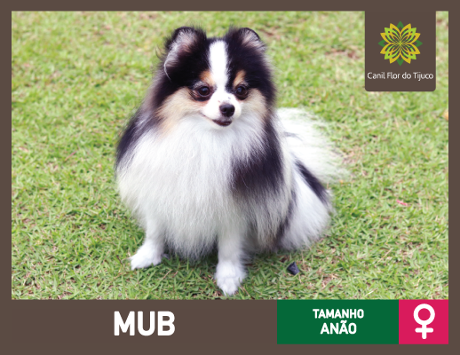 lulu da pomerânia sp