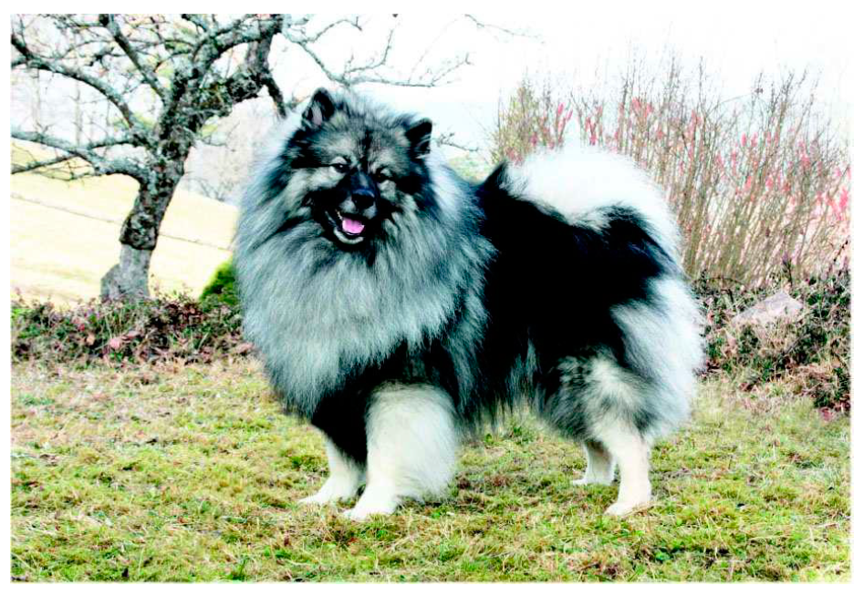 SPITZ ALEMÃO KEESHOND