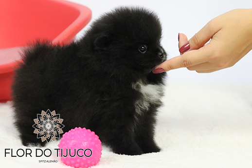 spitz alemão preto a venda