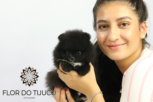 filhote de lulu da pomerânia a venda