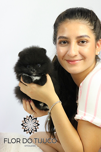 lulu da pomerânia black and tan