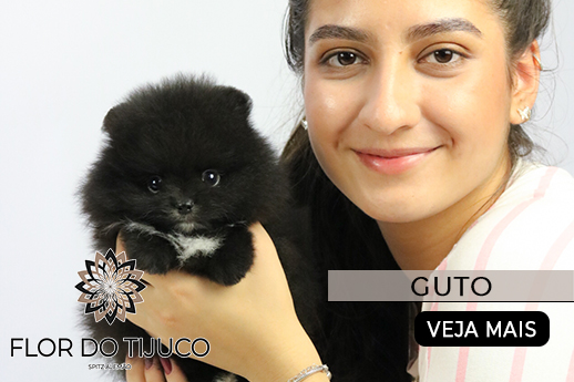 lulu da pomerania a venda preto