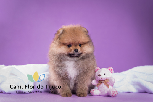 spitz alemão laranja