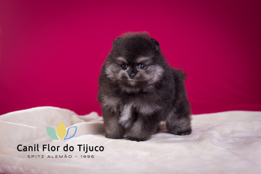 filhote de spitz alemão