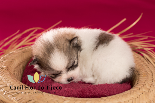 lulu da pomerania filhote