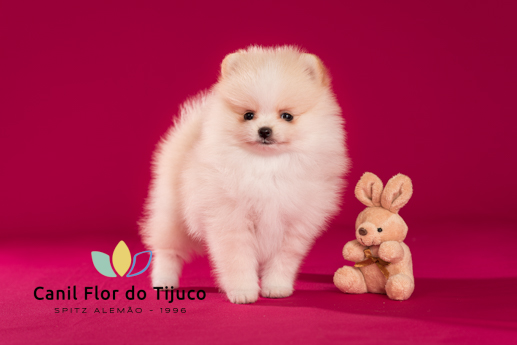 filhote lulu da pomerania