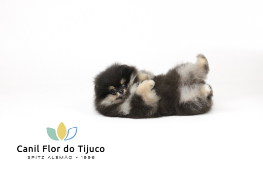 temperamento e comportamento da raça spitz alemão