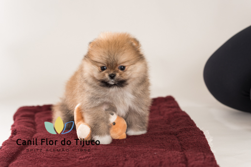 filhote lulu da pomerania são paulo