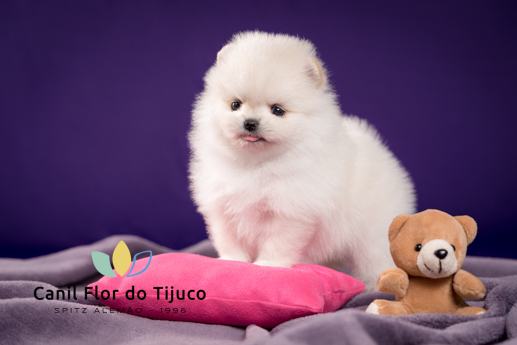 spitz alemão branco