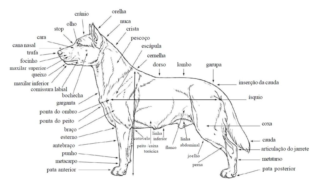 aspecto anatomico spitz alemão