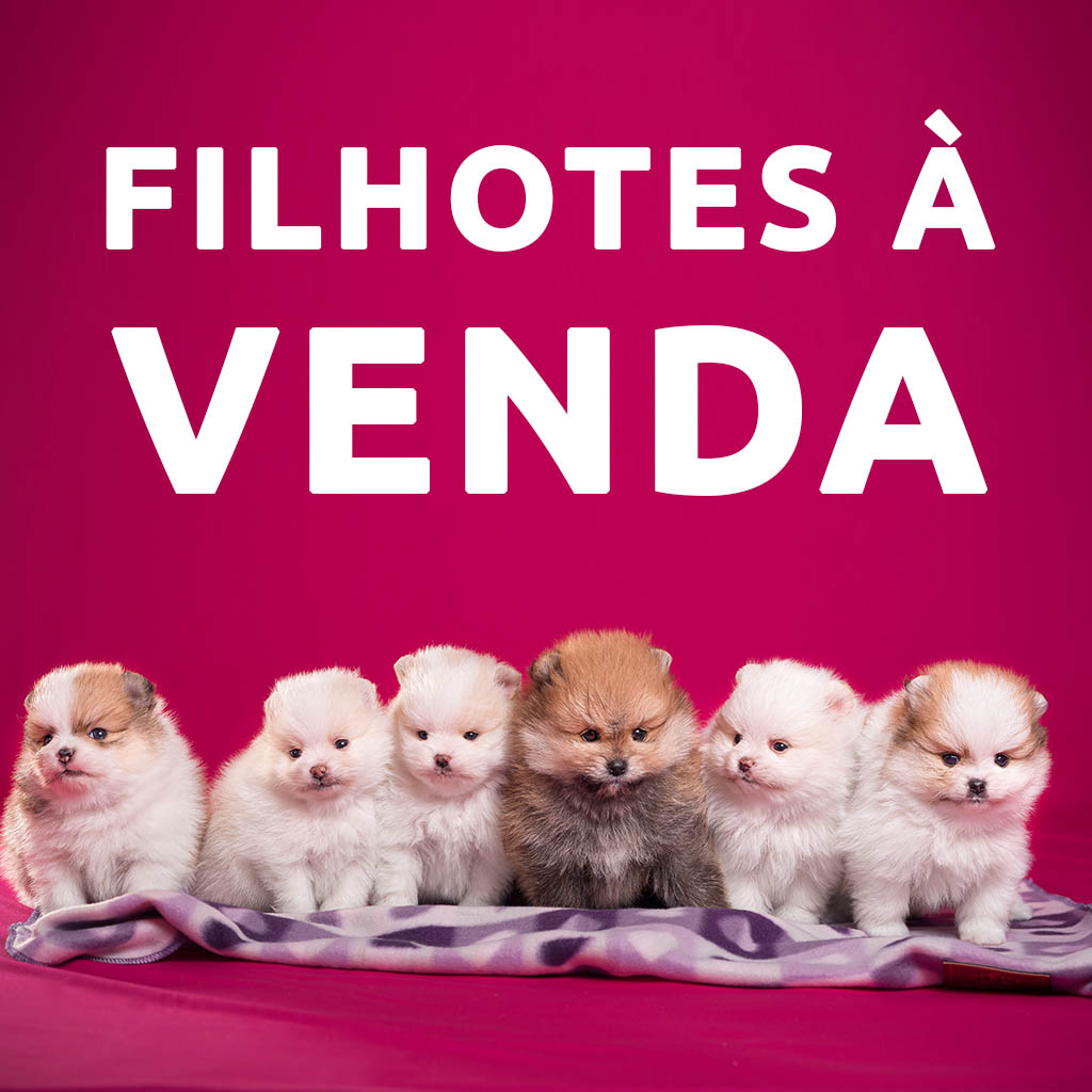 banner-filhotes-a-venda