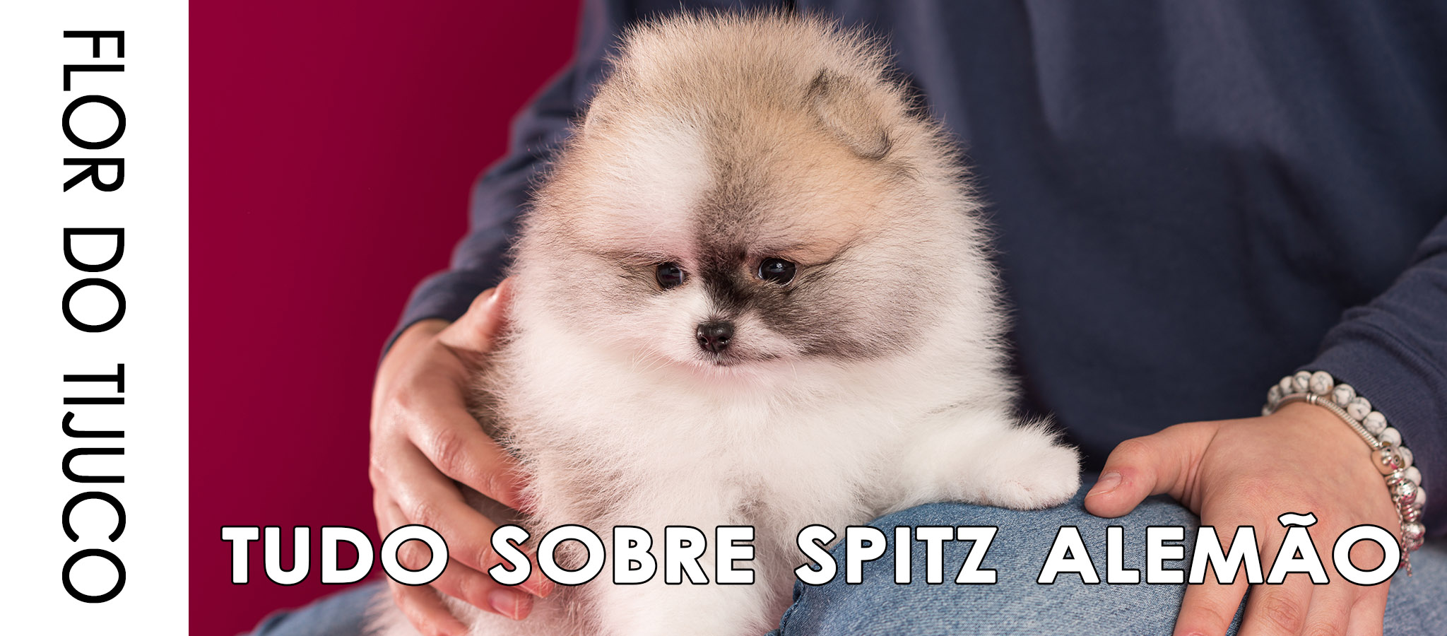 Banner Canil Flor do Tijuco - Tudo sobre a raça spitz alemão