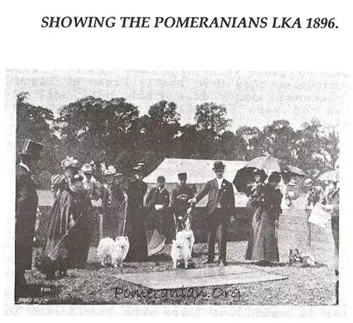 historia da raça spitz alemao