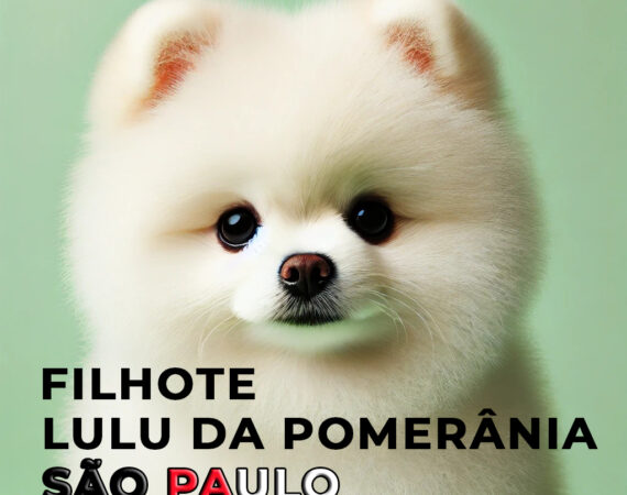 spitz alemão são paulo