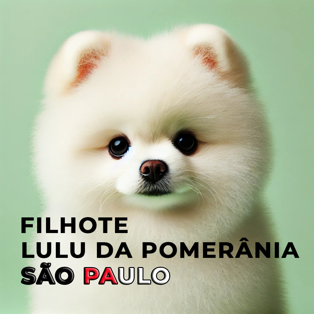 spitz alemão são paulo
