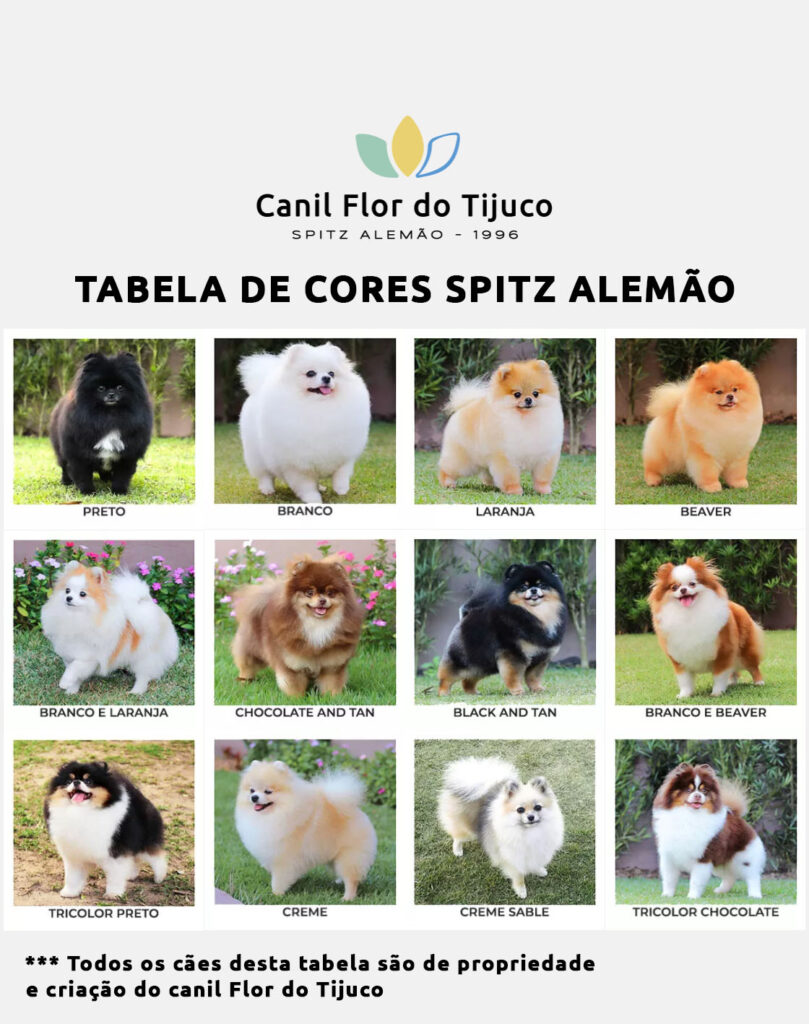tabela de cores spitz alemão