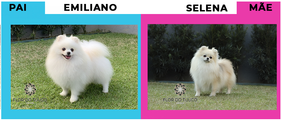 pai e mae filhote de spitz alemão