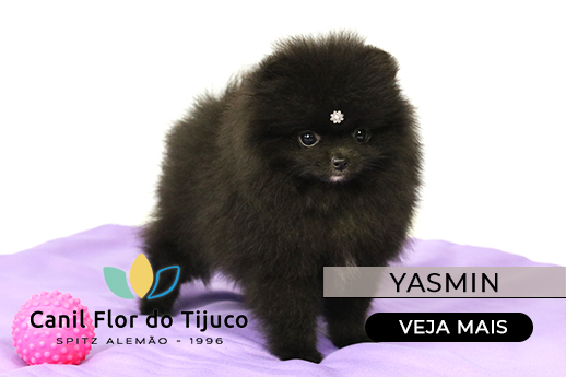 filhote de lulu da pomerania preto
