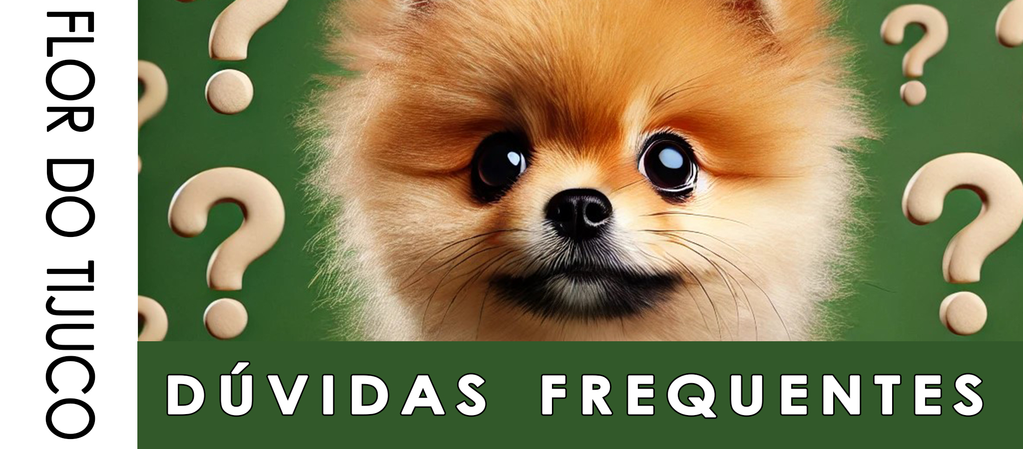 duvidas frequentes sobre a raça spitz alemão/lulu da pomerania