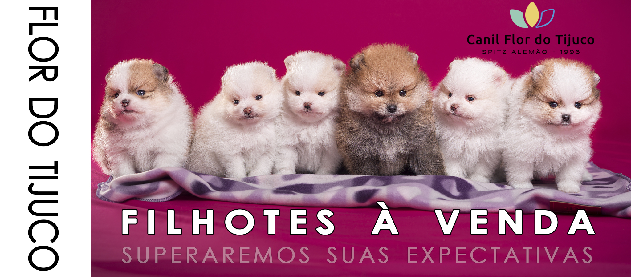 filhotes de spitz alemão - lulu da pomerânia a venda