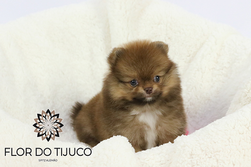 lulu da pomerania chocolate