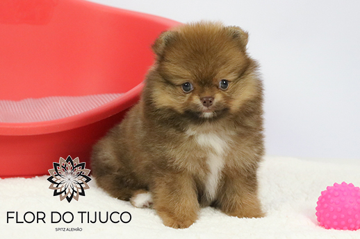 lulu da pomerania chocolate