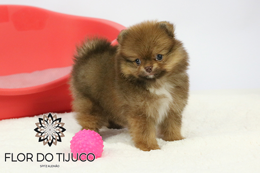 lulu da pomerania chocolate