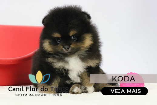 filhote black and tan lulu da pomerania