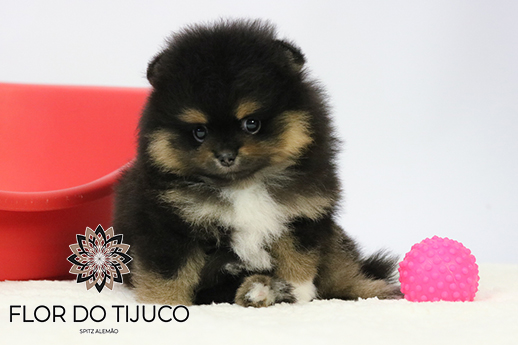 lulu da pomerânia black and tan