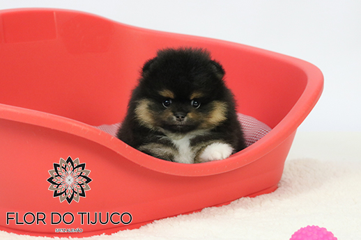 lulu da pomerânia black and tan