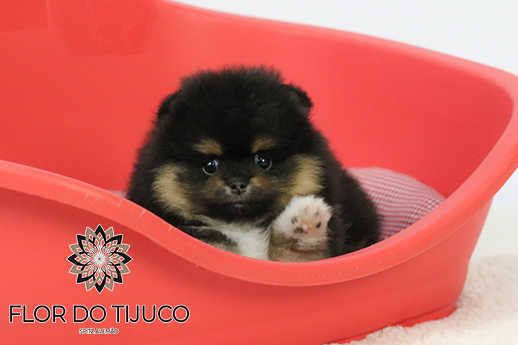 lulu da pomerânia black and tan