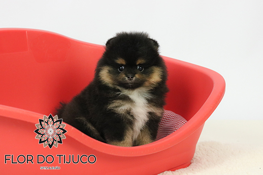 lulu da pomerânia black and tan