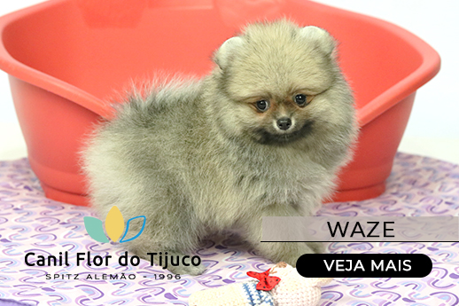filhote spitz alemão