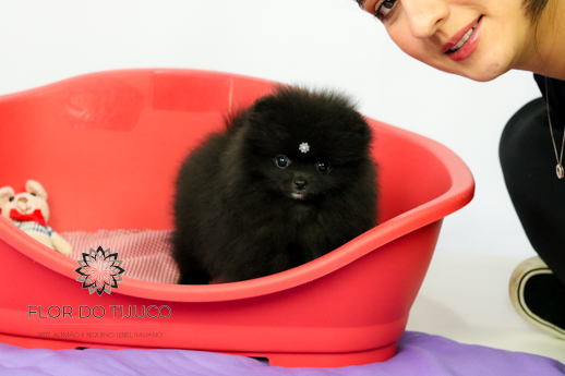 filhote de lulu da pomerania preto