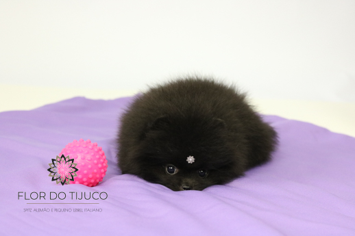 filhote de lulu da pomerania preto